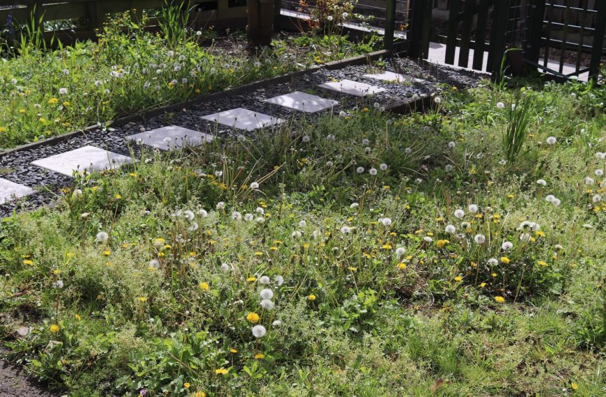 Ontgroening van tuinen in Hekelingen schokt bewoners: ”Het is een armoedig gezicht”