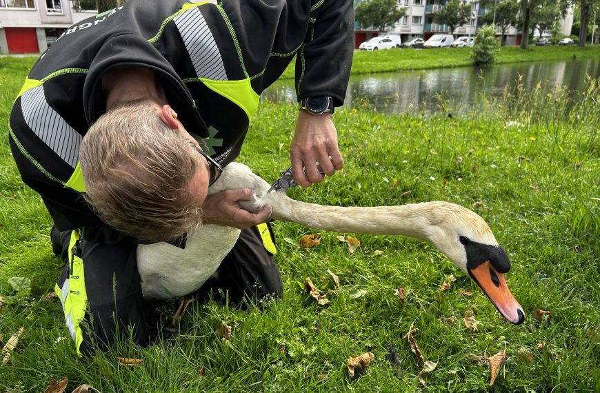 Zwanengroep vangt zwaan die een vishaak in haar hals heeft