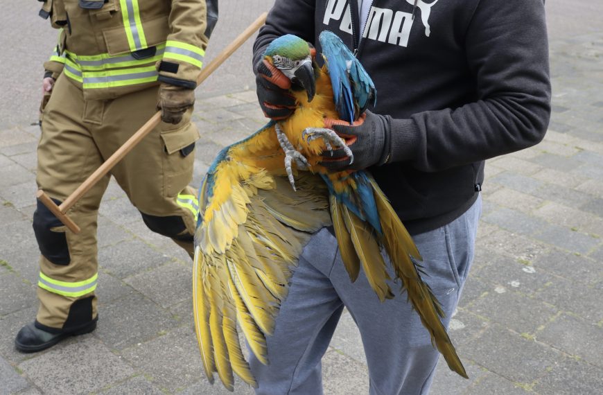 Aanrijding met letsel | Papegaai in de boom