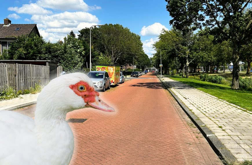 Geliefde buurteend Sientje doodgereden op de Schiekampsingel