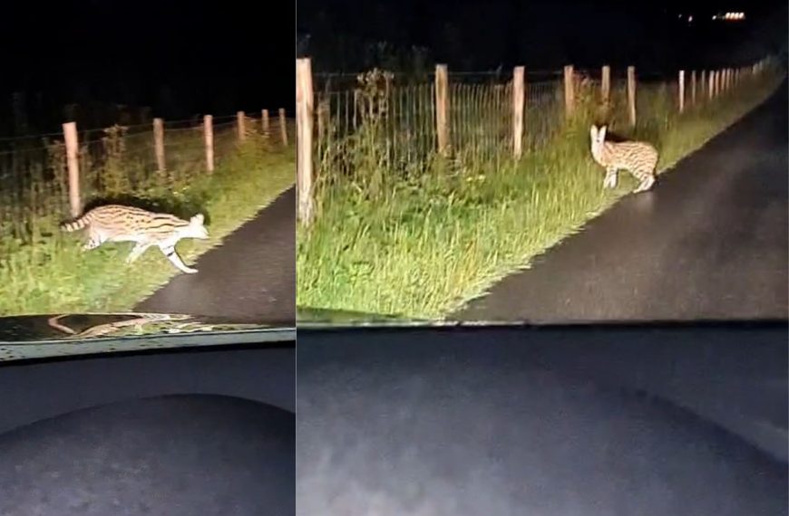 De ontsnapte Serval gezien bij Hekelingen