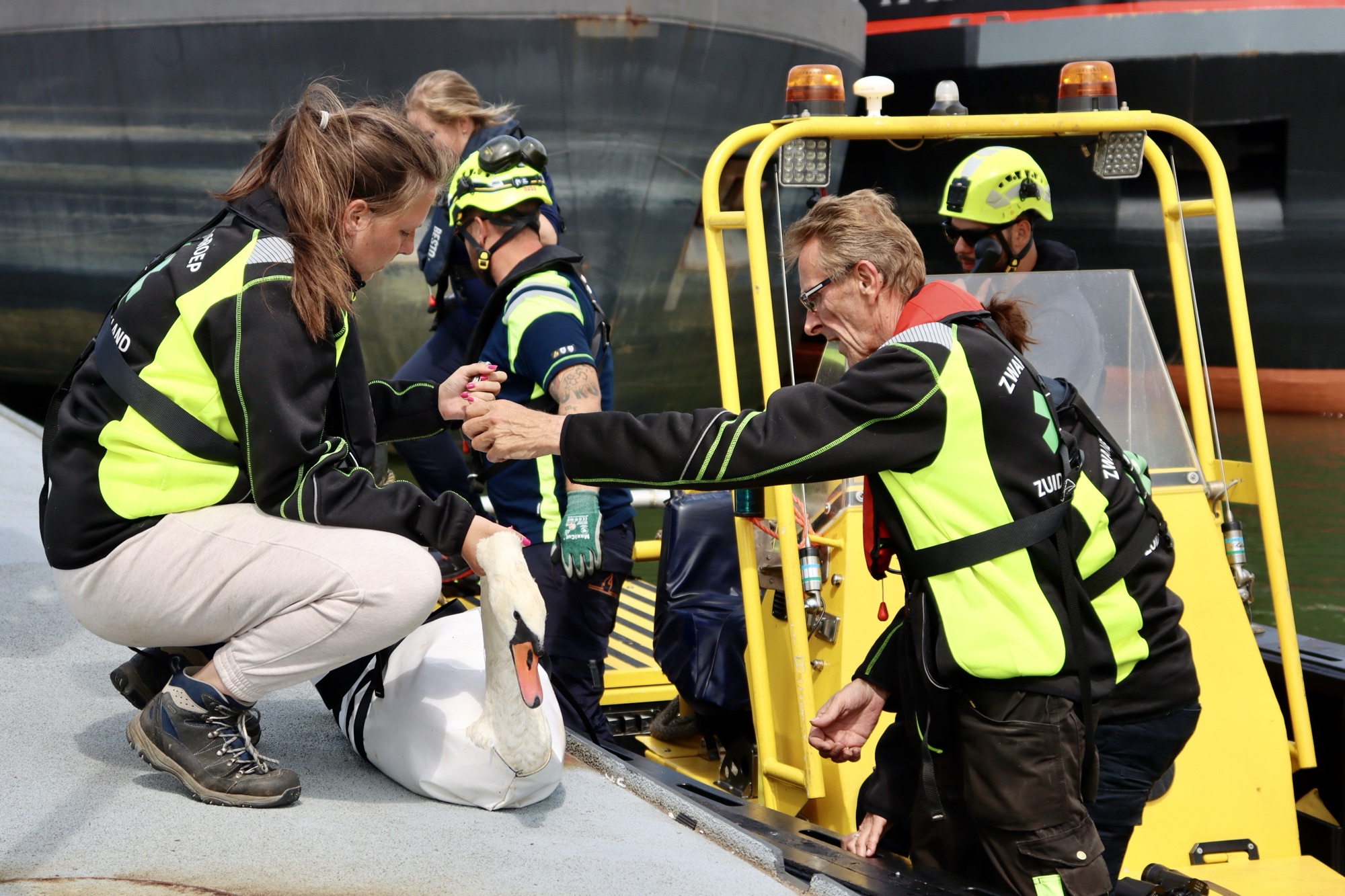 Zwaan onder de olie gaat van boord zodat deze naar de dierenambulance kan