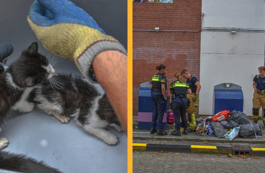 Kittens en moederpoes uit ondergrondse container gered