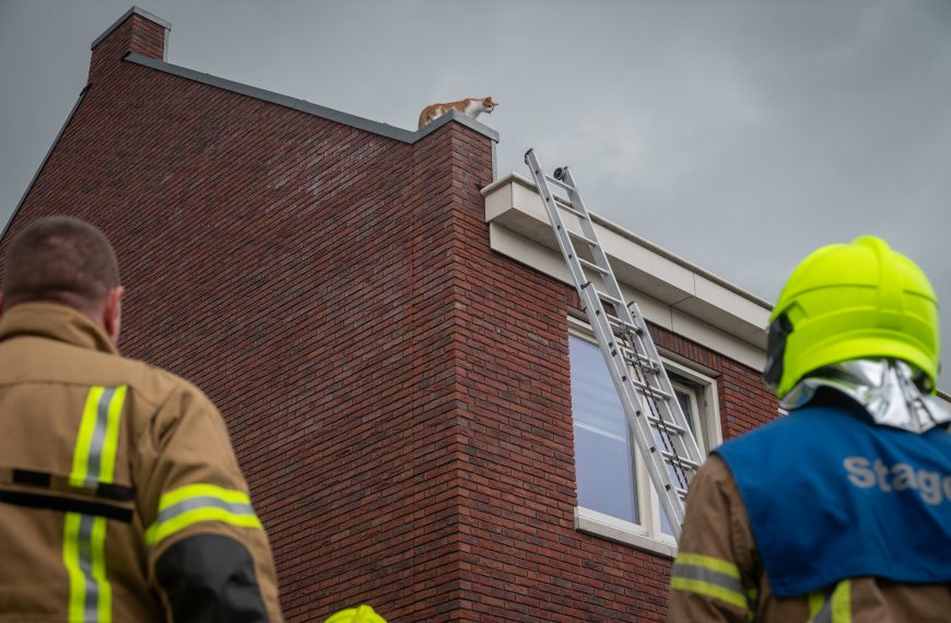 Kat op het dak in Zuidland; brandweer zet water in