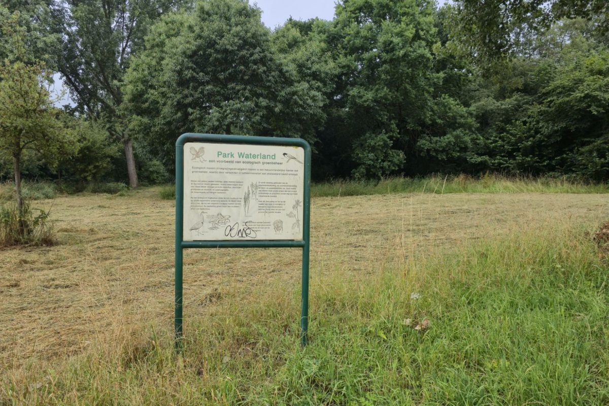 Meerdere dode zwanen in Park Waterland