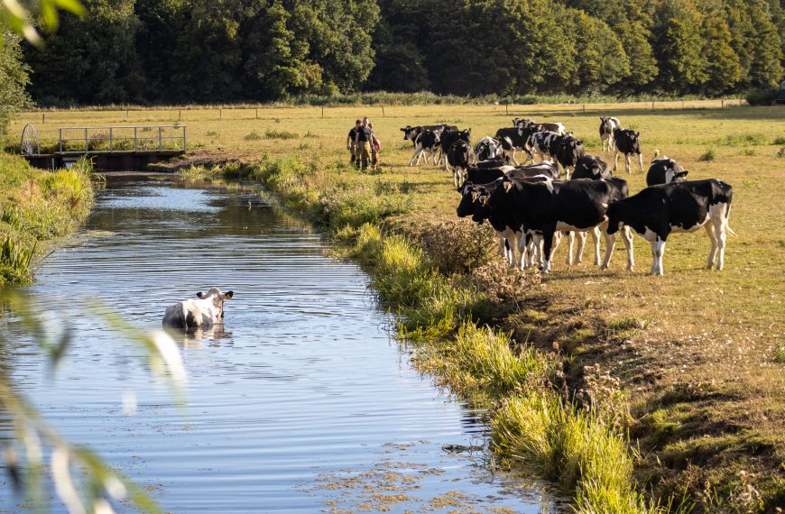 Koe te water aan Malledijk