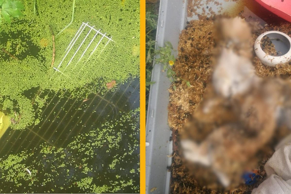 Dieren4u doet oproep na trieste vondst…