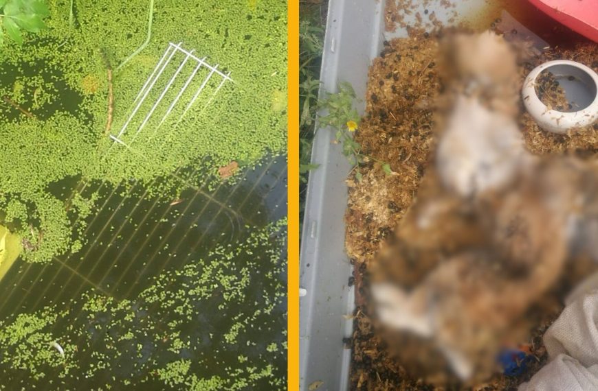 Dieren4u doet oproep na trieste vondst van twee dode konijnen in sloot