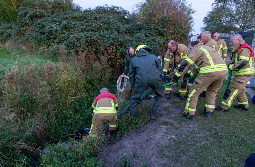 Pony veilig uit sloot gered in Hellevoetsluis