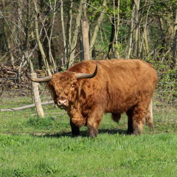 Schotse hooglanders uit park Vogelenzang verhuizen tijdelijk naar Hartelpark