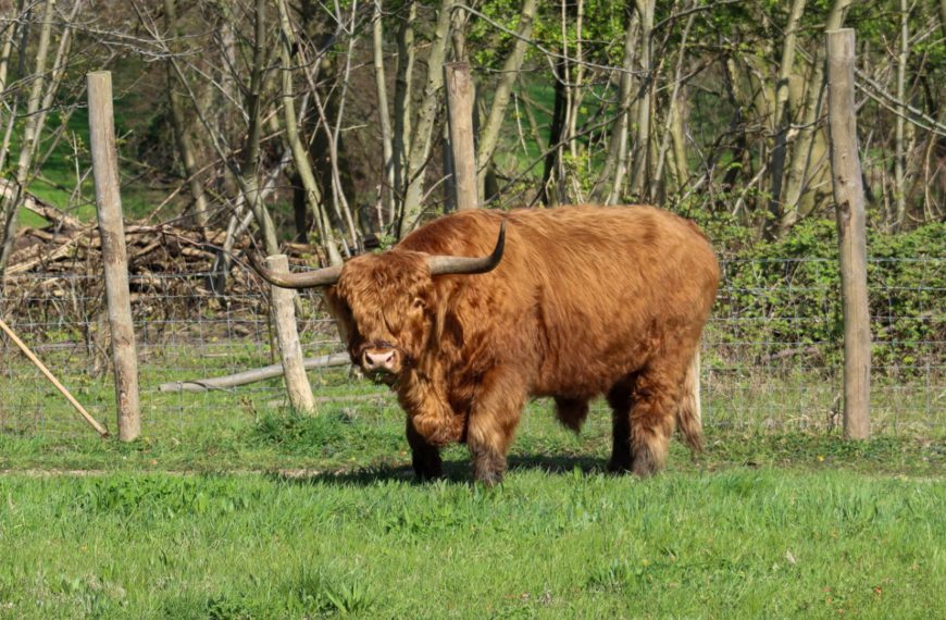 Schotse hooglanders uit park Vogelenzang verhuizen tijdelijk naar Hartelpark